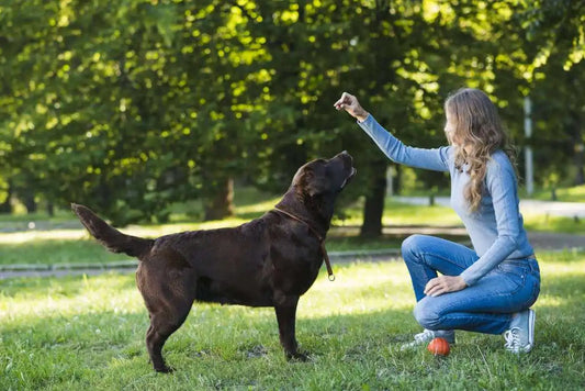 Kangaroo vs Chicken vs Beef Dog Treats