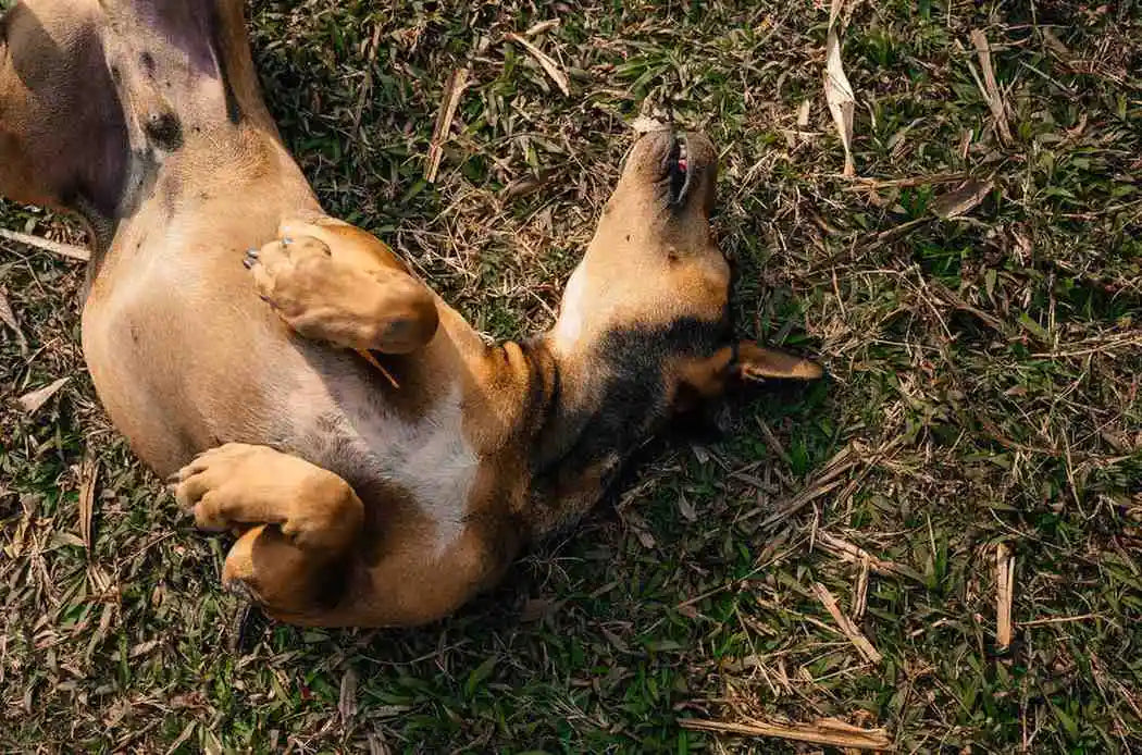 Food Allergy vs Environmental Allergy in Dogs