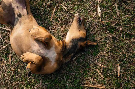 Food Allergy vs Environmental Allergy in Dogs