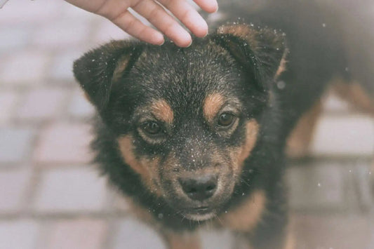 dog dandruff