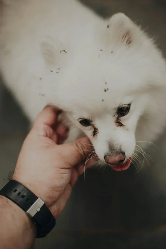 Why Is My Dog Itching but Has No Fleas? Causes and What to Do