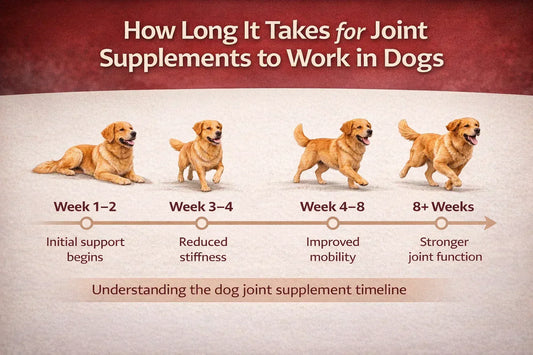 dog joint supplement timeline