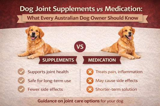 dog joint supplement vs medication