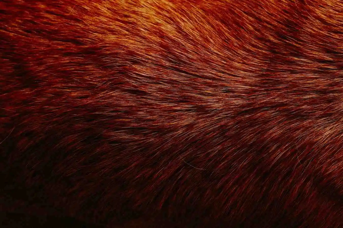 Dog Skin and Coat Health