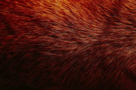 Dog Skin and Coat Health