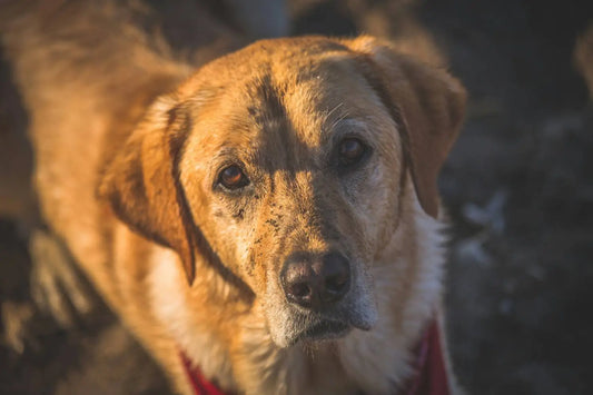 Senior dog