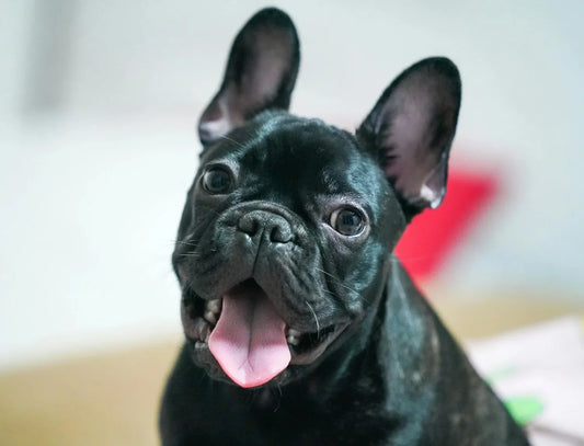 French Bulldog Skin Allergies: Why Frenchies Itch and What Actually Helps