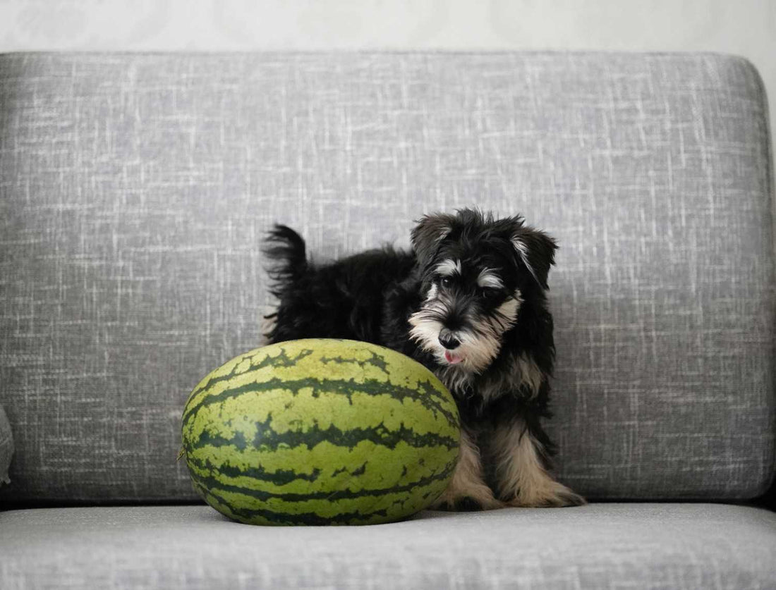 Frozen Halloween Treats for Dogs: Beat the Spring Heat