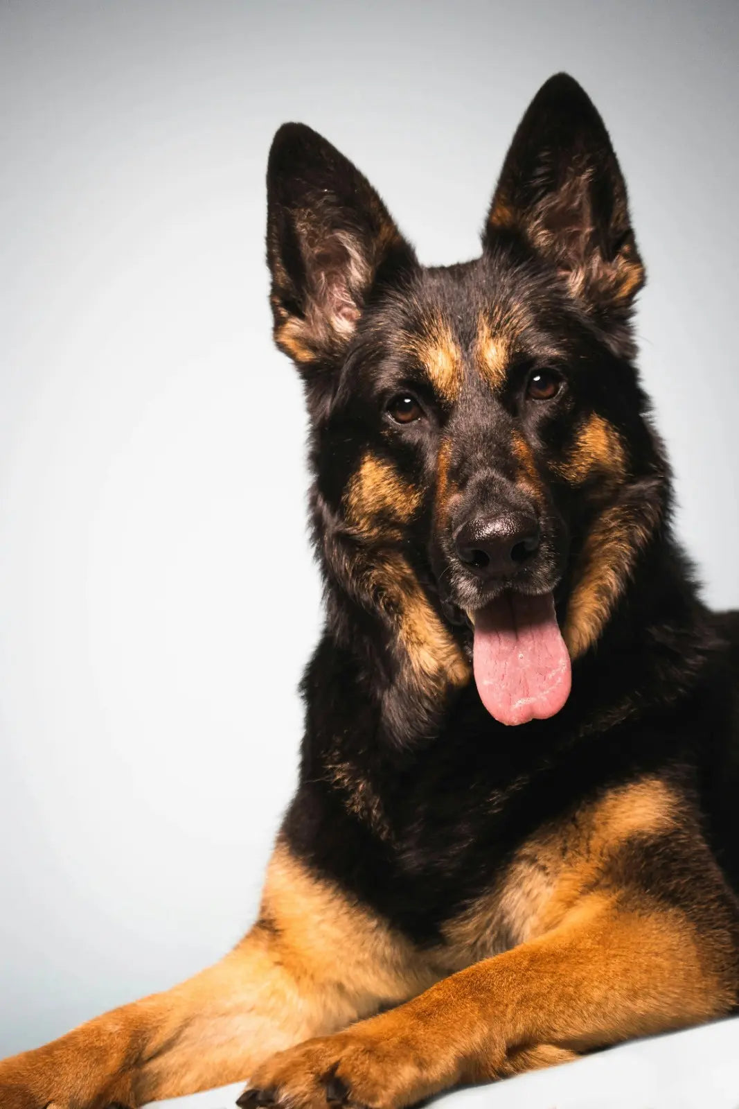 german-shepherd-elbow-dysplasia