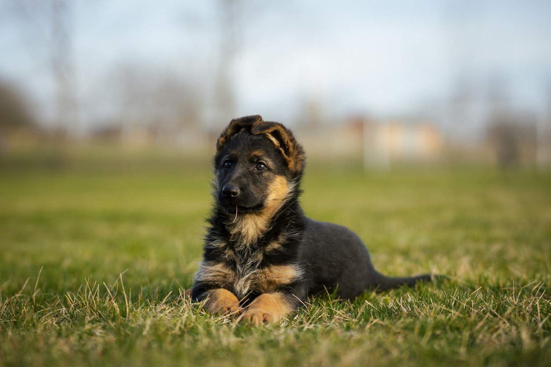 German Shepherd Breed Guide: Health, Joints, Skin & Care