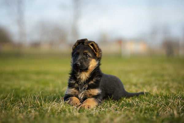 German Shepherd Breed Guide: Health, Joints, Skin & Care