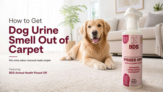 How to Get Dog Urine Smell Out Of Carpet