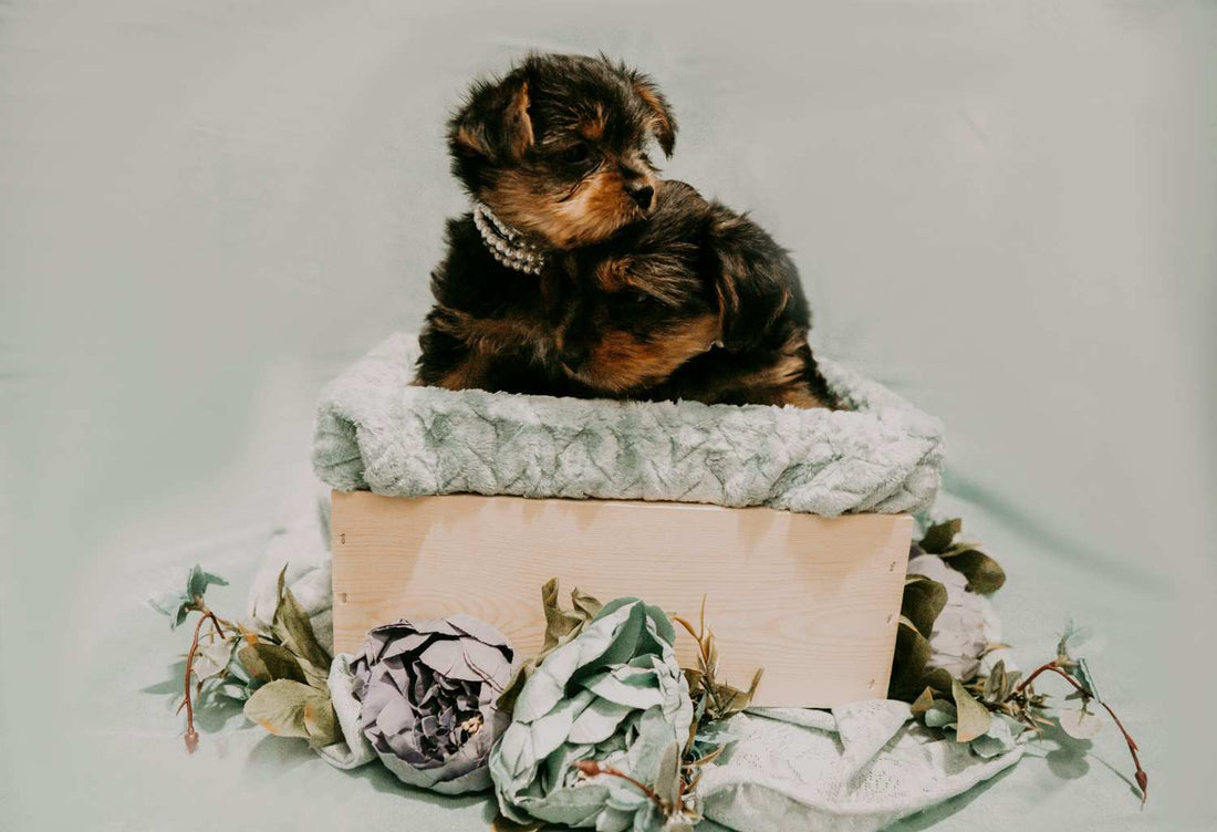 The Gift Guide for the Dog Owner Who Has Everything