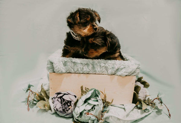 The Gift Guide for the Dog Owner Who Has Everything