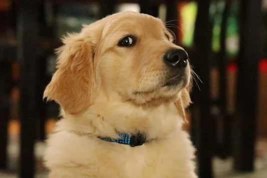 golden retriever allergy supplements