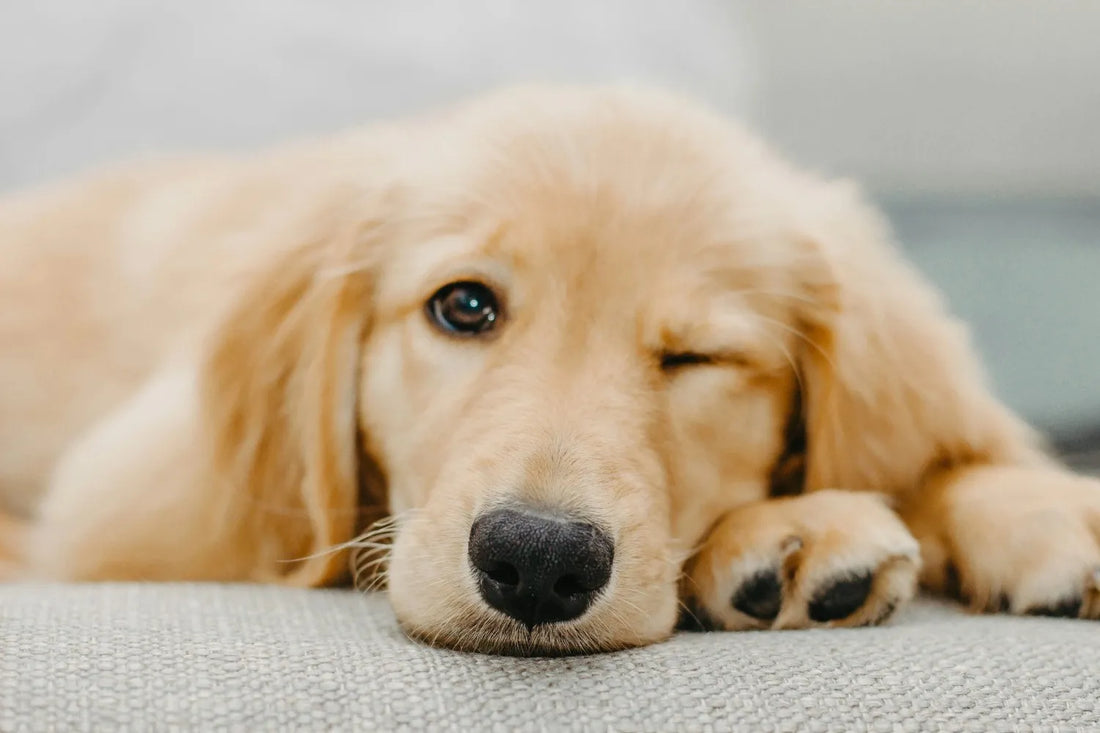 Golden Retriever Elbow Dysplasia: Early Signs, Exercise, and Joint Support