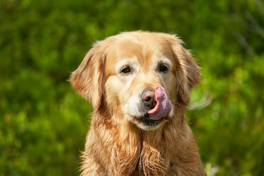 Golden Retriever Joint Health