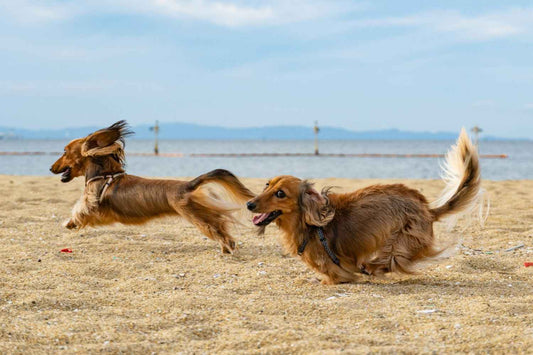 How to Keep a High-Energy Dog Sane Indoors When It's Too Wet to Go Out