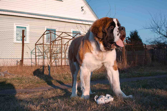 Homemade Dog Food for Large Dogs: Portions & Joint Health