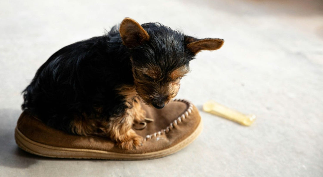 How to Stop a Dog Chewing Everything: Why It Happens and What Helps