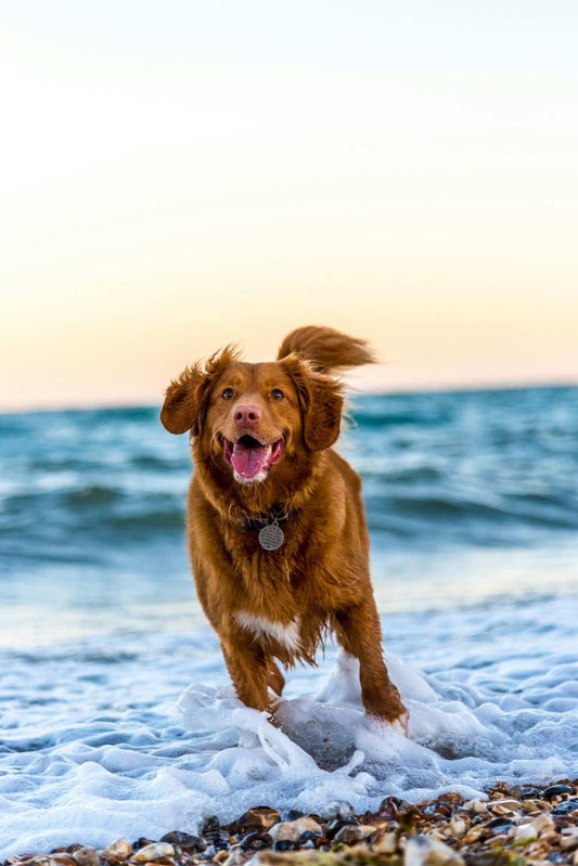 how-to-train-a-high-energy-dog