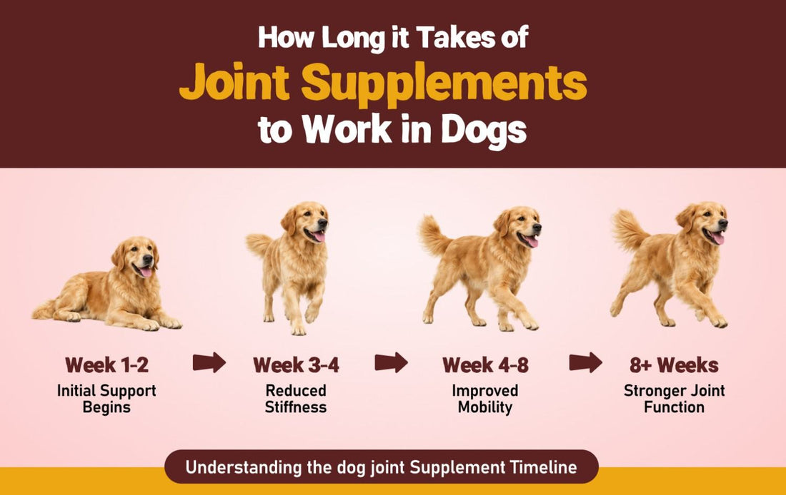 How Long It Takes for Joint Supplements to Work in Dogs