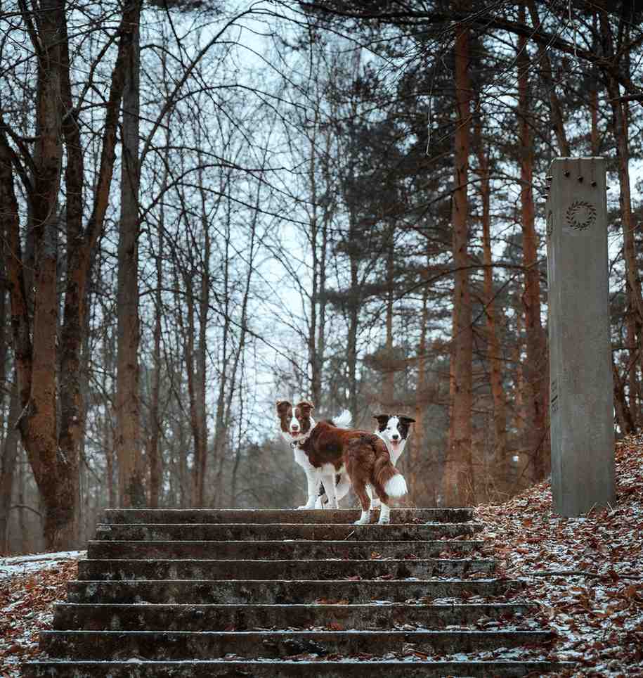 Is Your Dog Actually Cold? The Signs Australians Miss Every Winter