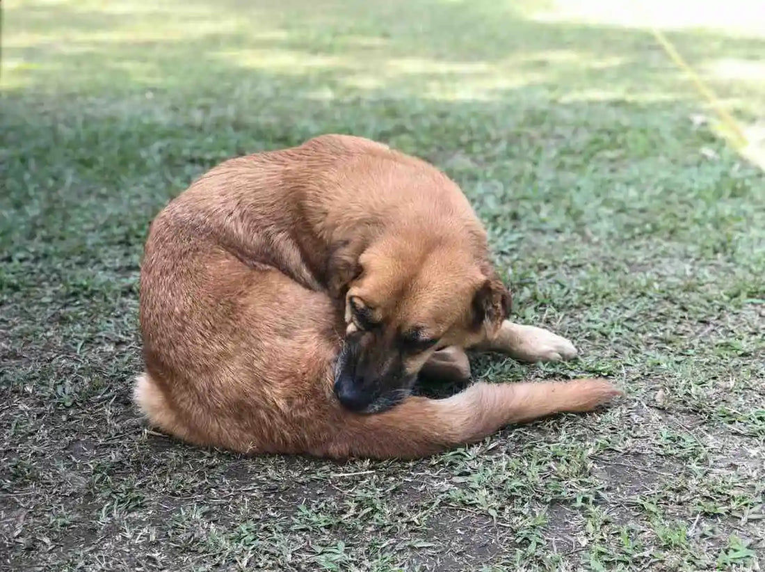 Why Is My Dog Itchy