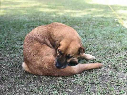 Why Is My Dog Itchy