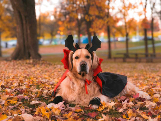Keeping Dogs Calm on Halloween Night: A Doorbell Plan