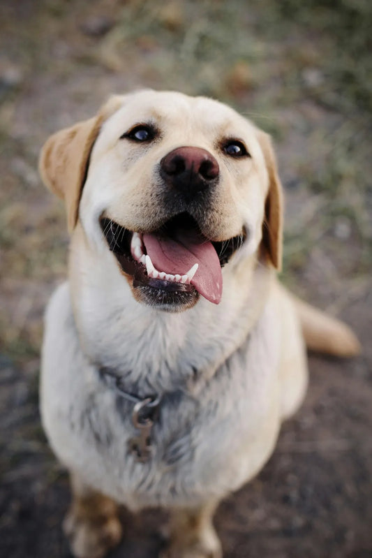 labrador-arthritis-older-dogs