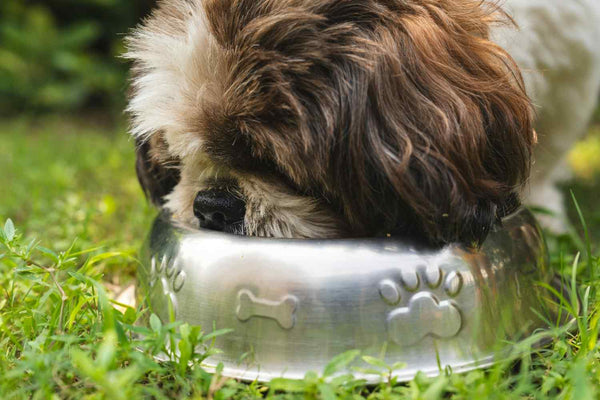 Lamb Dog Food Recipe: A Novel Protein Option