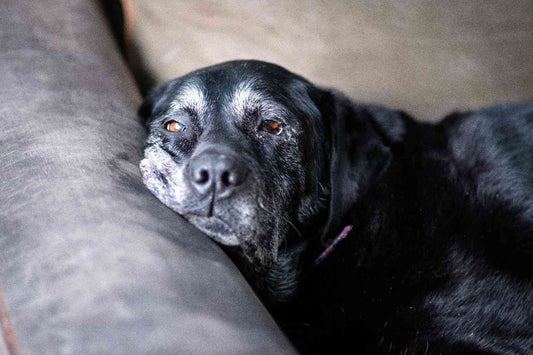 My Dog Turned 10 This Week and I Panicked a Little