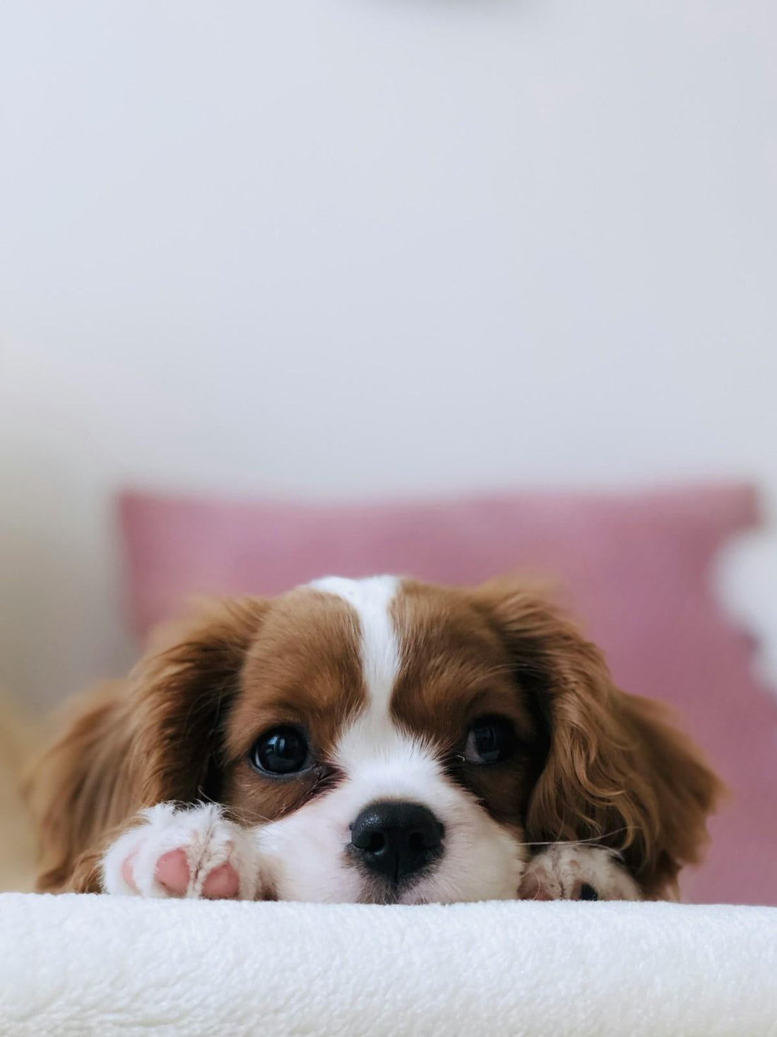 You Just Said Yes to a Dog. Now What?