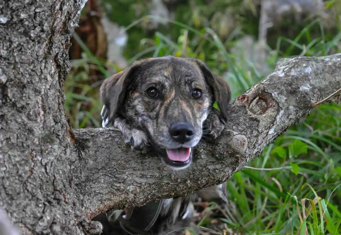 How Omega-3 Supports Skin and Coat Health in Dogs