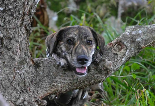 How Omega-3 Supports Skin and Coat Health in Dogs