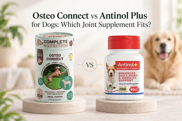 Osteo Connect vs Antinol Plus for Dogs: Which Joint Supplement Fits?