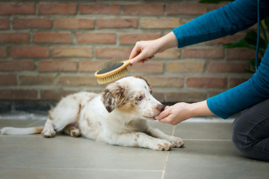 paw-coat-skin-nails-vs-vetalogica-hemp