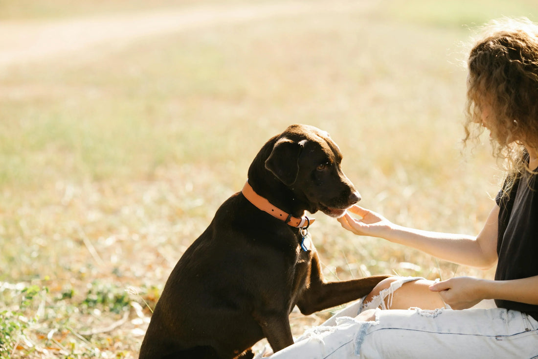 Kangaroo Treats Actually Safe for Dogs