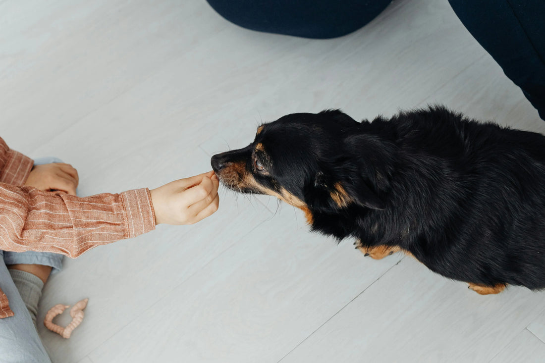 Best Protein for Dog Training Treats