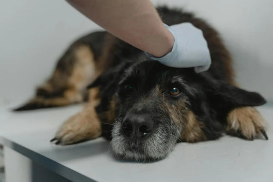 Probiotics vs Prebiotics for Dogs