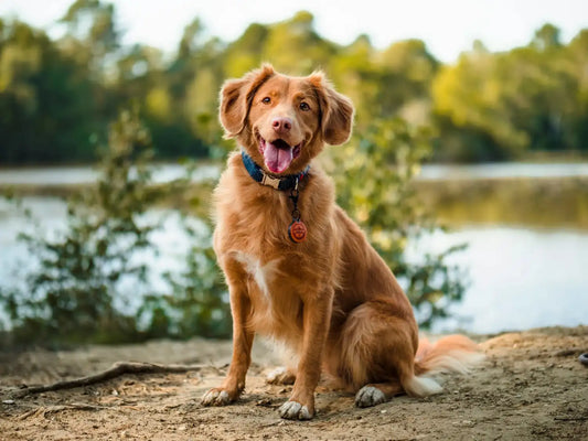 protexin-vs-paw-digesticare