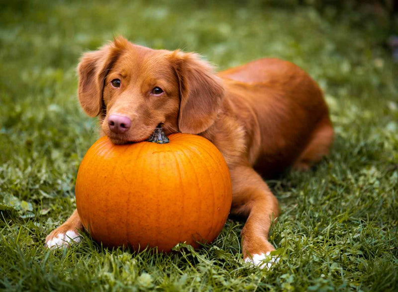 Pumpkin Dog Food Recipe: The Fibre-Rich Add-In