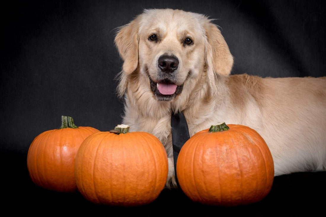 Pumpkin Pet Pizza for Halloween