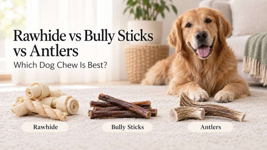 Rawhide vs Bully Sticks vs Antlers vs Yak Chews: A Buying Guide
