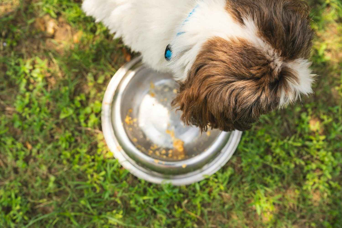Rice and Dog Food: When and How to Add It