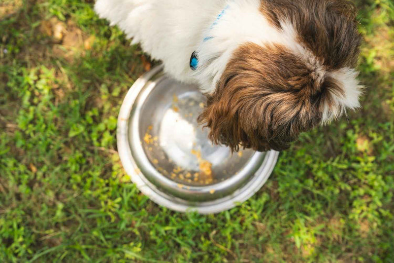Rice and Dog Food: When and How to Add It