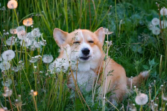 seasonal allergies in dogs