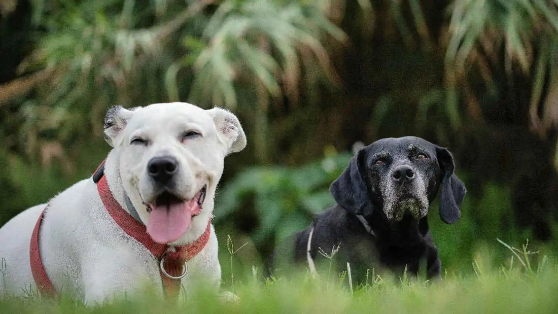 Senior Dog Health and Vitality