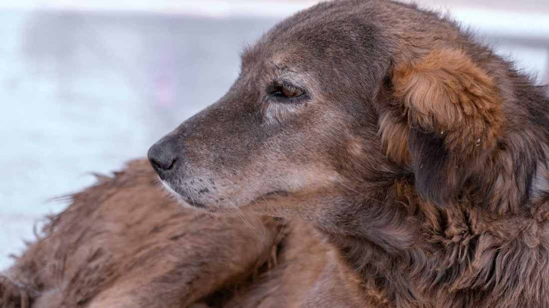 The Senior Dog's Winter: A Practical Care Guide for Older Dogs in the Cold